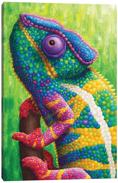 Colorful Chameleon Canvas Art Print - Chameleons