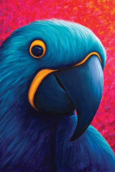 Macaws: Blue And Yellow Macaw by Rachel Froud