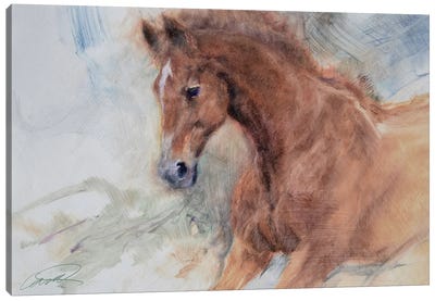 Equine Exercise Canvas Art Print