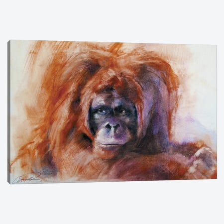 The Daydreamer (Orangutan) Canvas Print #RCP9} by Robert Campbell Canvas Art Print