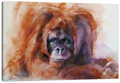 The Daydreamer (Orangutan) Canvas Art Print - Orangutans