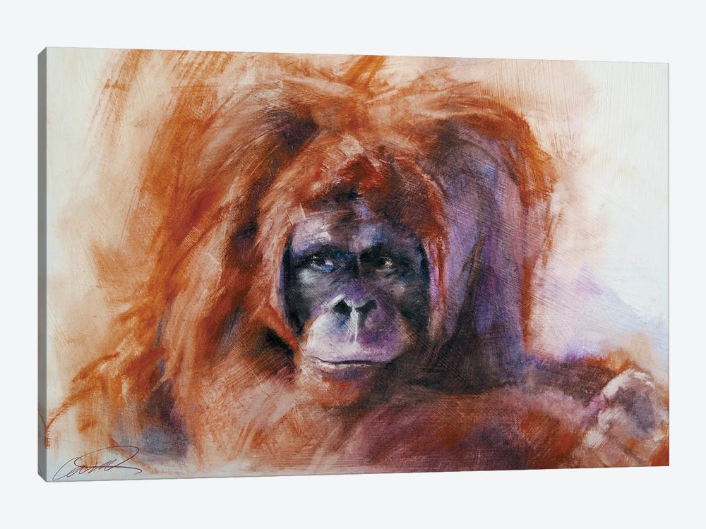 The Daydreamer (Orangutan) by Robert Campbell 1-piece Canvas Art