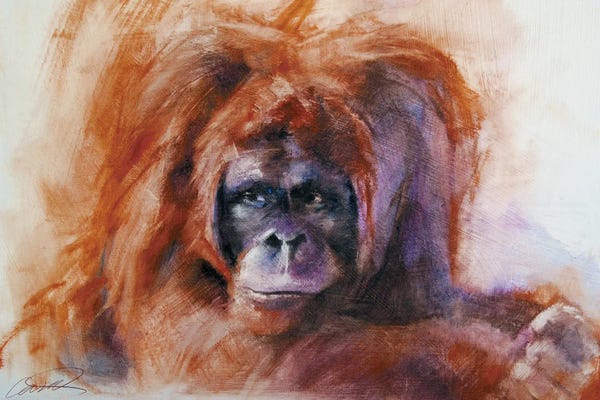 Orangutans: The Daydreamer (Orangutan) by Robert Campbell