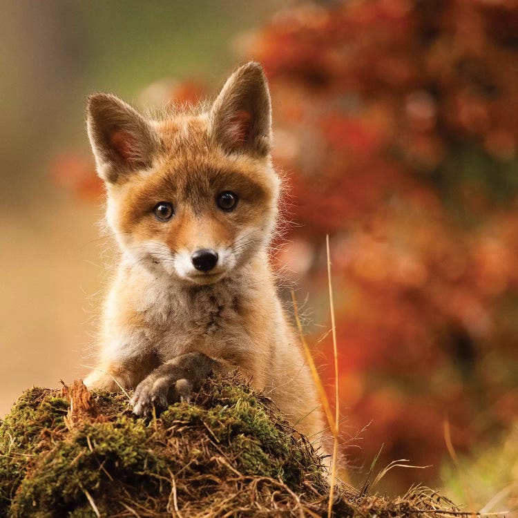 Fox by Robert Adamec wall art