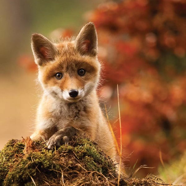 Foxes: Fox by Robert Adamec