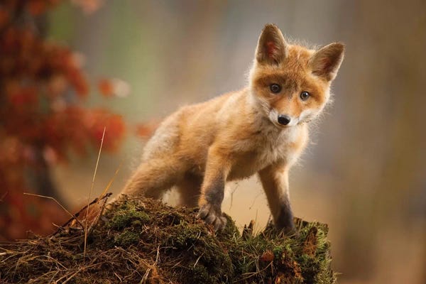 Foxes: Fox by Robert Adamec