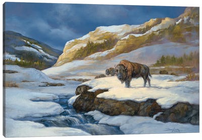 Buffalo Canvas Art Print - Russ Docken