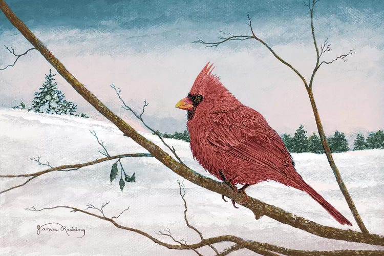 Auburn Cardinal by James Redding wall art