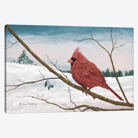 Auburn Cardinal Canvas Print #RDD18} by James Redding Art Print