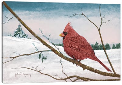 Auburn Cardinal Canvas Art Print - James Redding