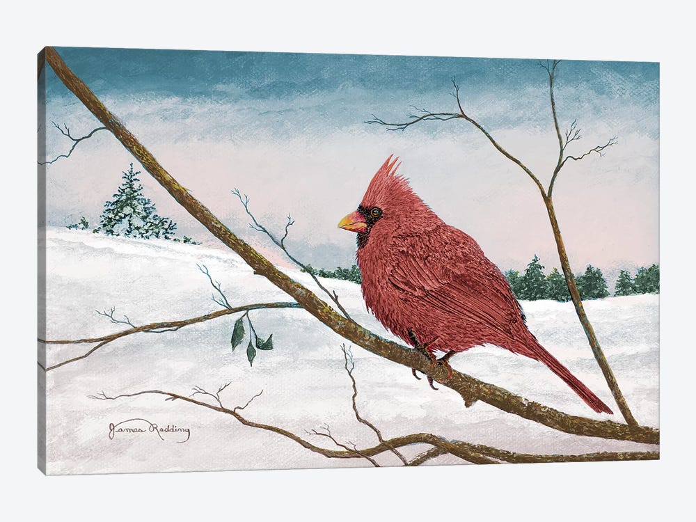 Auburn Cardinal by James Redding 1-piece Canvas Print