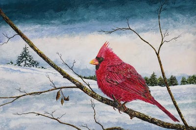 Cardinal In A Pastel Sky by James Redding canvas print
