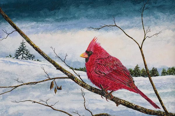 Cardinals: Cardinal In A Pastel Sky by James Redding