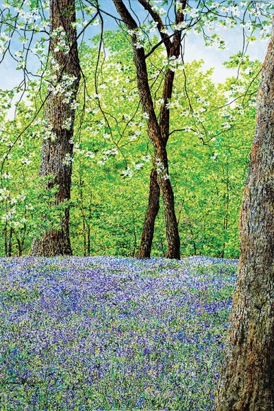 Blue Bells by James Redding canvas print