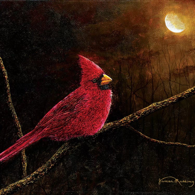Cardinal In The Moonlight by James Redding wall art