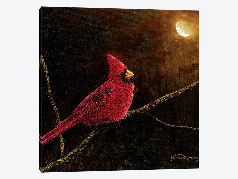 Cardinal In The Moonlight by James Redding 1-piece Canvas Print