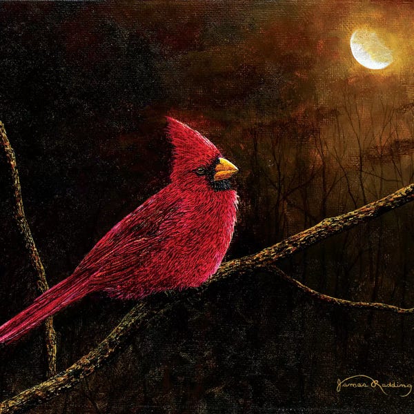 Cardinals: Cardinal In The Moonlight by James Redding