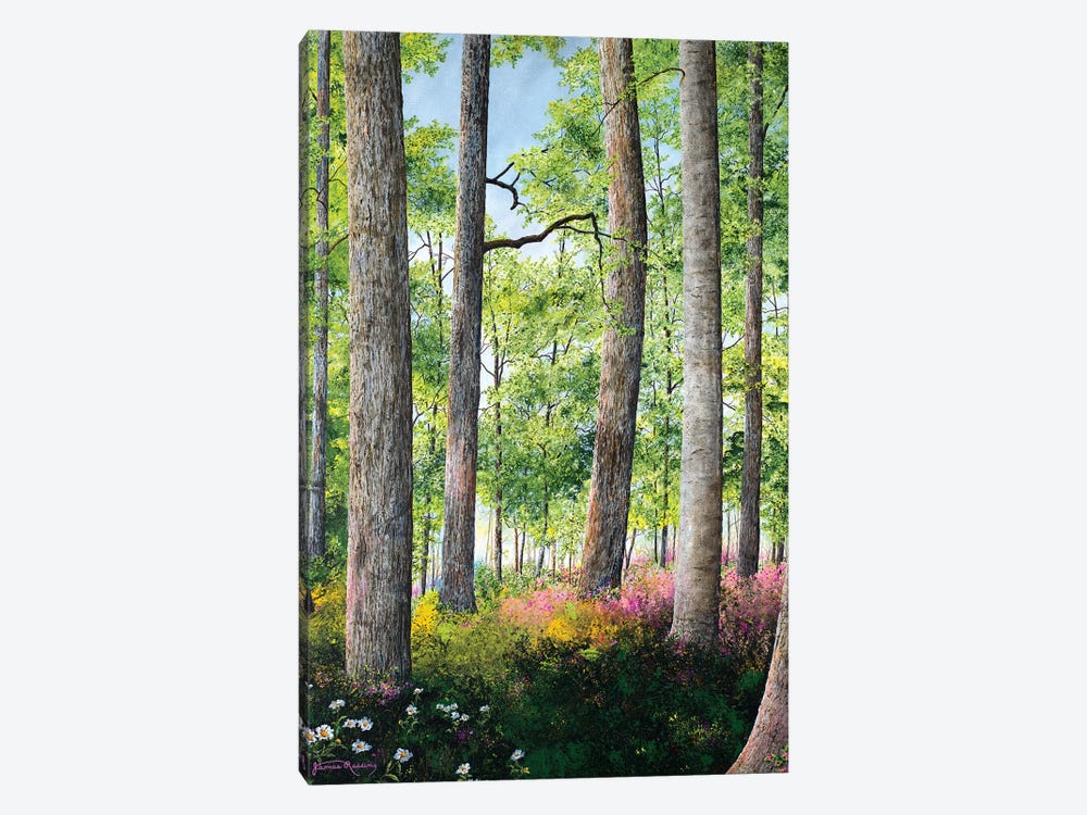 Enchanted Forest by James Redding 1-piece Canvas Art Print