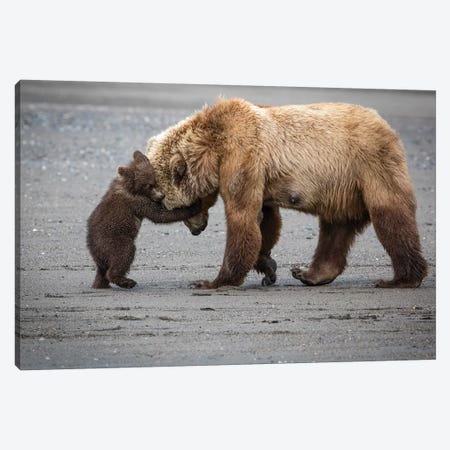 A Little Bear Hug Canvas Print #RDO4} by Renee Doyle Canvas Print