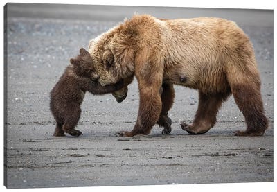 A Little Bear Hug Canvas Art Print - Minimalist Wildlife Photography