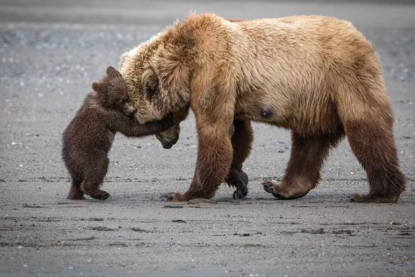 Minimalist Wildlife Photography: A Little Bear Hug by Renee Doyle