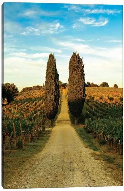 Stately Cypress Trees, Panzano In Chianti, Florence Province, Tuscany Region, Italy Canvas Art Print - Tuscany Art