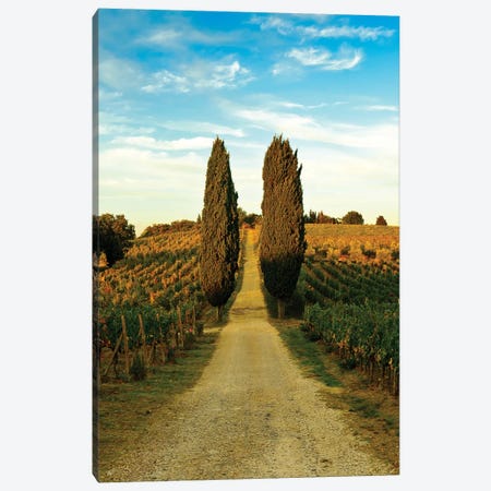 Stately Cypress Trees, Panzano In Chianti, Florence Province, Tuscany Region, Italy Canvas Print #RDU2} by Richard Duval Art Print