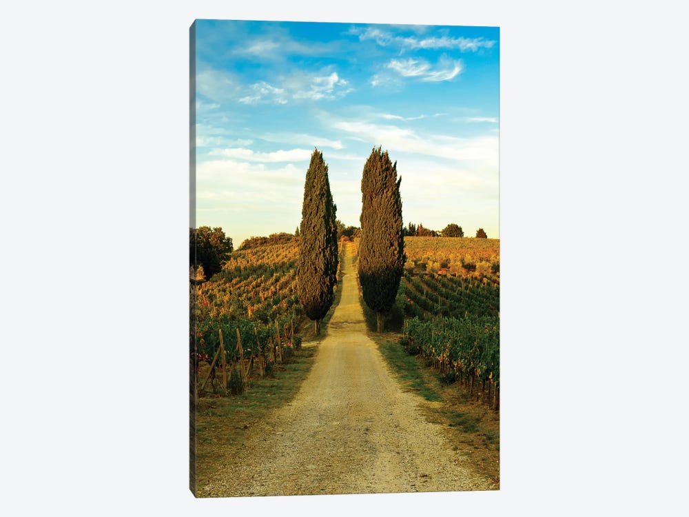 Stately Cypress Trees, Panzano In Chianti, Florence Province, Tuscany Region, Italy by Richard Duval 1-piece Canvas Print
