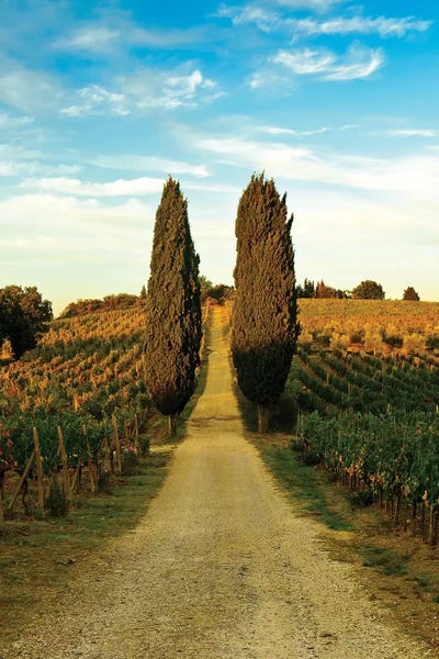 Cypress Trees: Stately Cypress Trees, Panzano In Chianti, Florence Province, Tuscany Region, Italy by Richard Duval