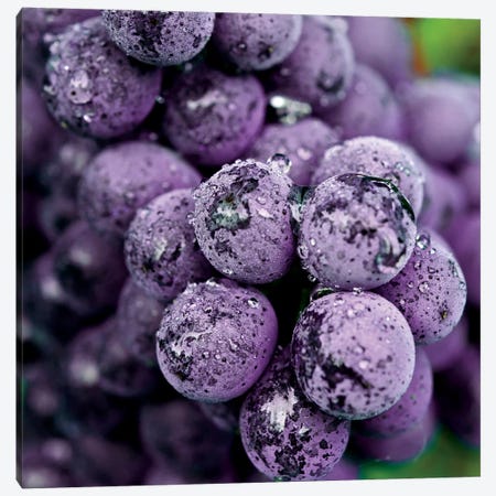 Chianti Grapes At Harvest, Greve In Chianti, Florence Province, Tuscany Region, Italy Canvas Print #RDU3} by Richard Duval Art Print