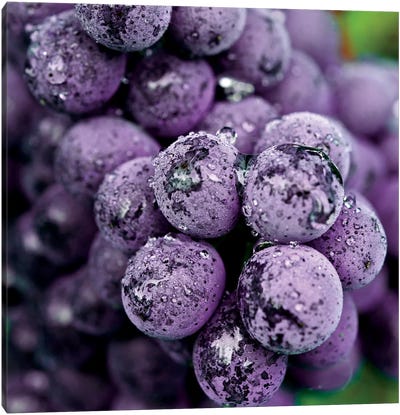 Chianti Grapes At Harvest, Greve In Chianti, Florence Province, Tuscany Region, Italy Canvas Art Print - Grape Art