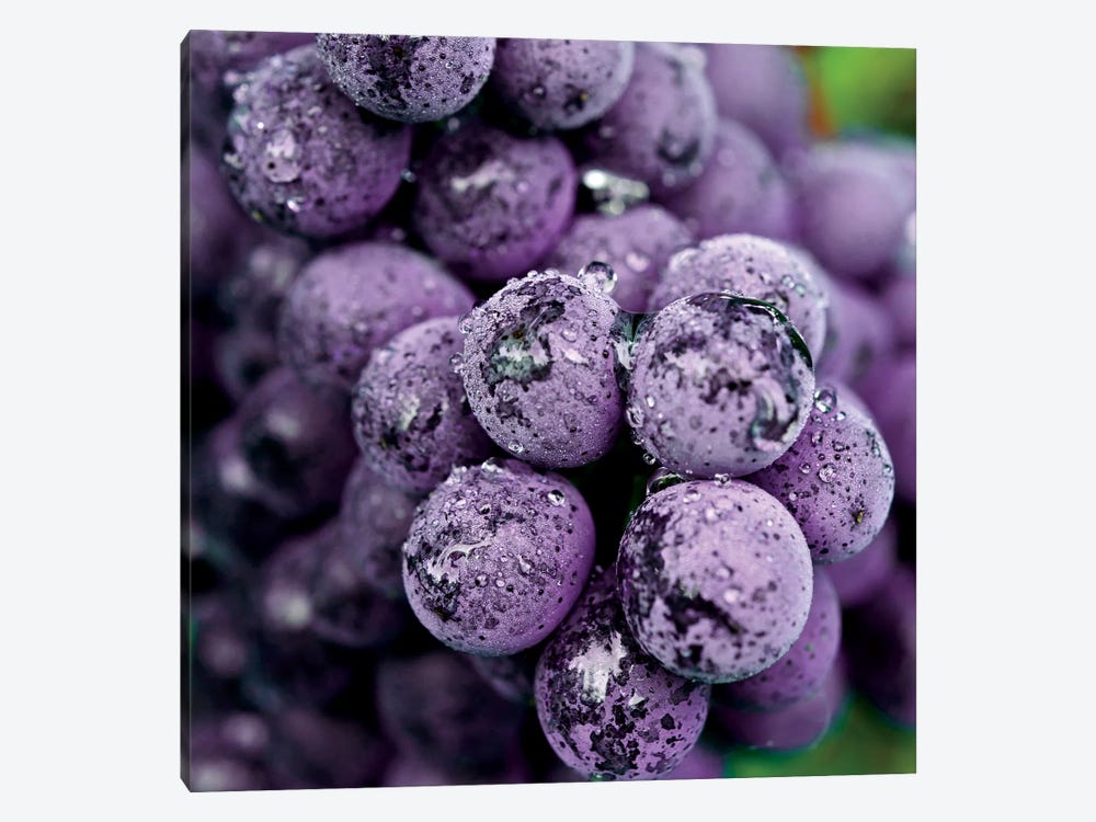 Chianti Grapes At Harvest, Greve In Chianti, Florence Province, Tuscany Region, Italy by Richard Duval 1-piece Canvas Art