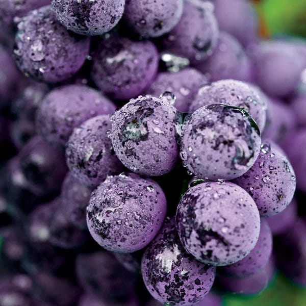 Foodie: Chianti Grapes At Harvest, Greve In Chianti, Florence Province, Tuscany Region, Italy by Richard Duval