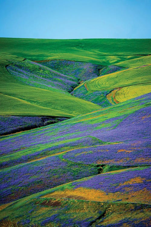 USA, Washington State, Walla Walla. Vetch Contributes Biomass To A Vineyard