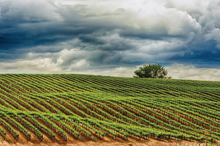 USA, Washington State, Yakima Valley. Rows In A Washington Vineyard At Spring I