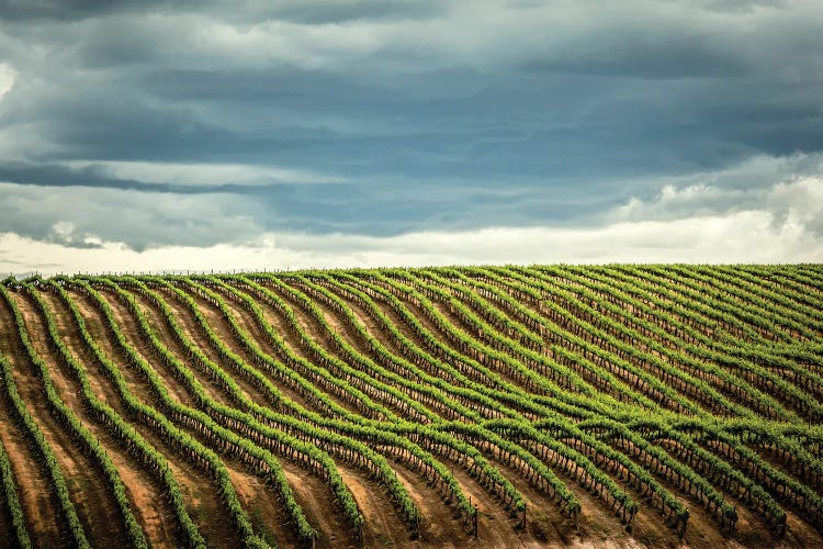 USA, Washington State, Yakima Valley. Rows In A Washington Vineyard At Spring II by Richard Duval wall art