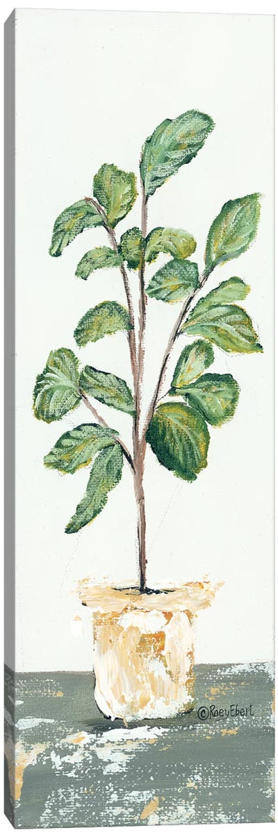 Fig Tree Canvas Art Print