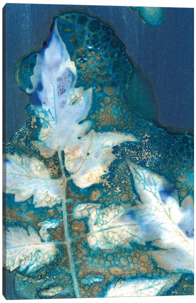 Cyanotype Leaves II Canvas Art Print - Regina Moore