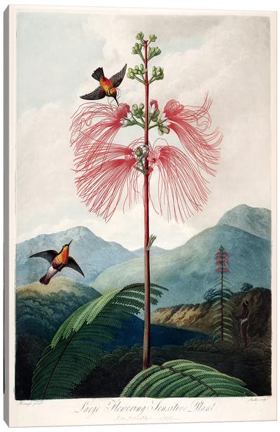 Large Flowering Sensitive Plant Canvas Art Print