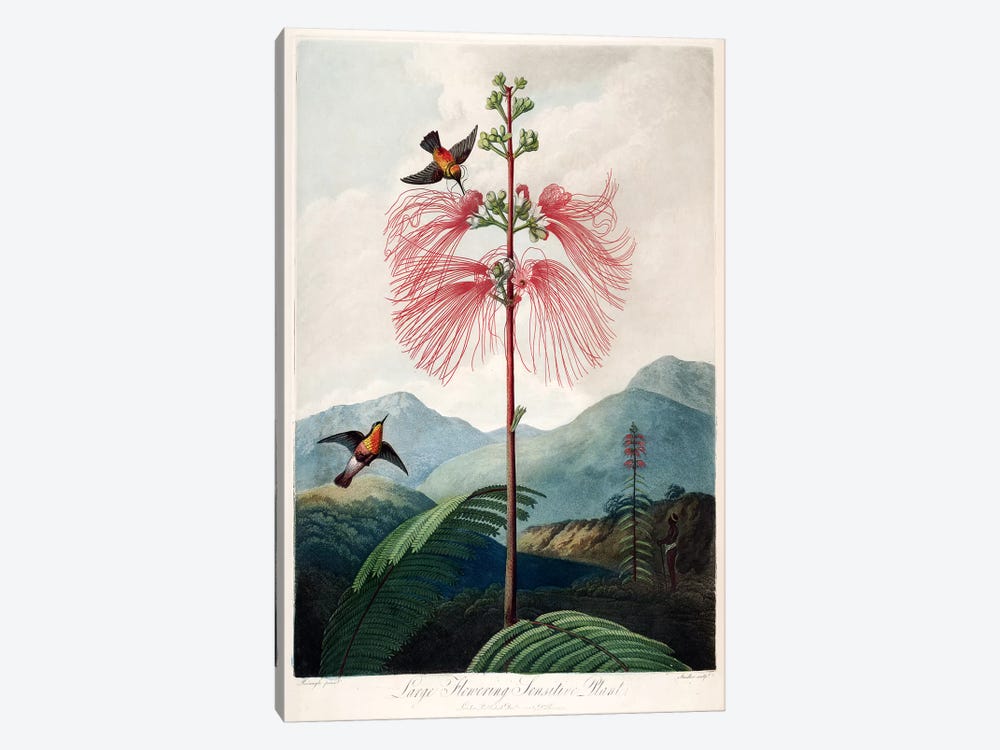 Large Flowering Sensitive Plant by Philip Reinagle 1-piece Canvas Print
