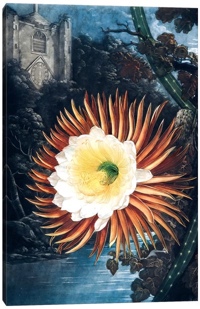 The Night-Blowing Cereus Canvas Art Print - New York Botanical Garden