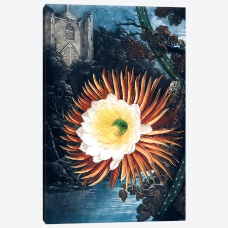 The Night-Blowing Cereus Canvas Print #REI2} by Philip Reinagle Canvas Art Print