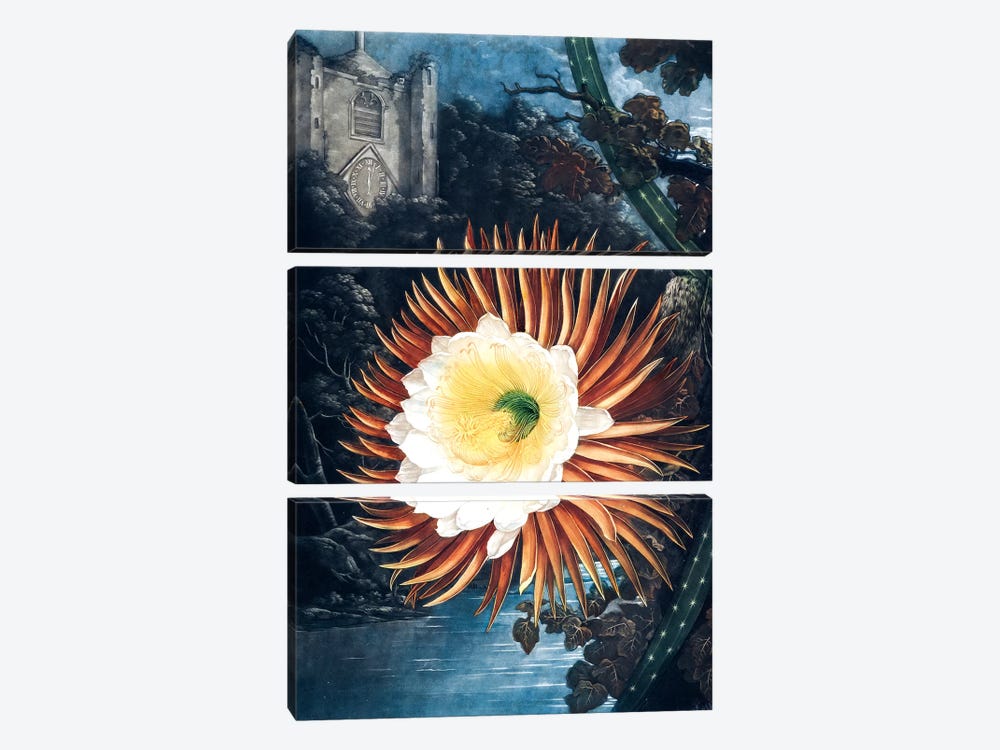 The Night-Blowing Cereus by Philip Reinagle 3-piece Canvas Art