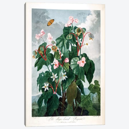 The Oblique-Leaved Begonia Canvas Print #REI3} by Philip Reinagle Canvas Print