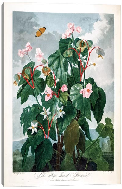 The Oblique-Leaved Begonia Canvas Art Print