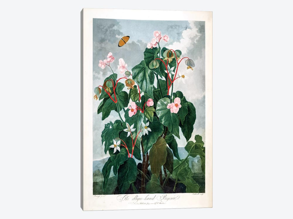 The Oblique-Leaved Begonia by Philip Reinagle 1-piece Canvas Art Print