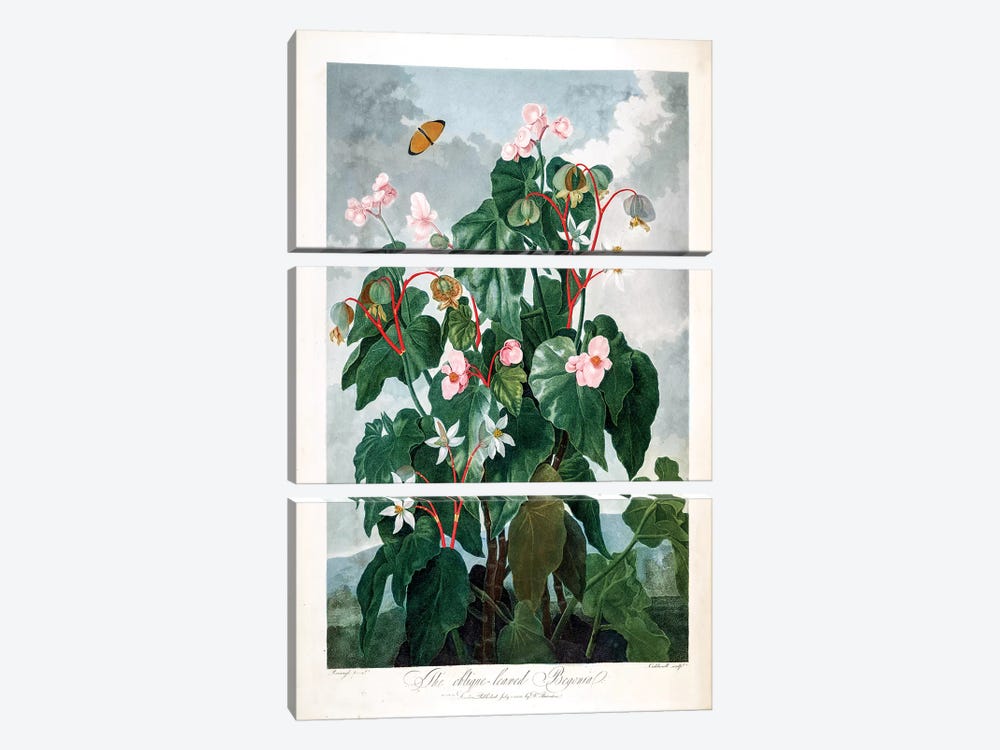 The Oblique-Leaved Begonia by Philip Reinagle 3-piece Canvas Print