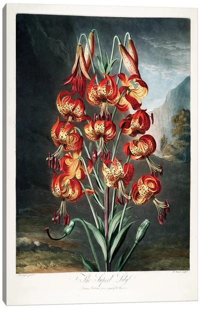 The Superb Lily Canvas Art Print - New York Botanical Garden