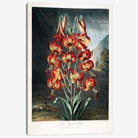 The Superb Lily Canvas Print #REI4} by Philip Reinagle Canvas Wall Art