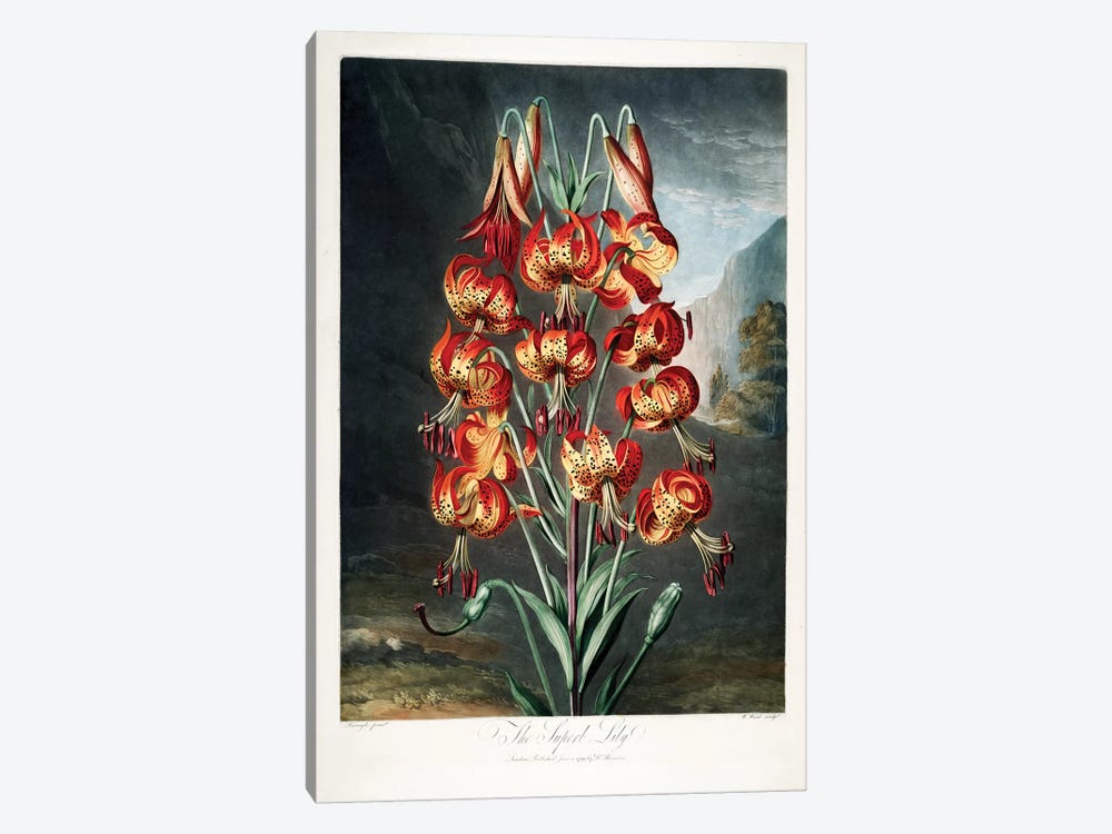 The Superb Lily by Philip Reinagle 1-piece Canvas Artwork